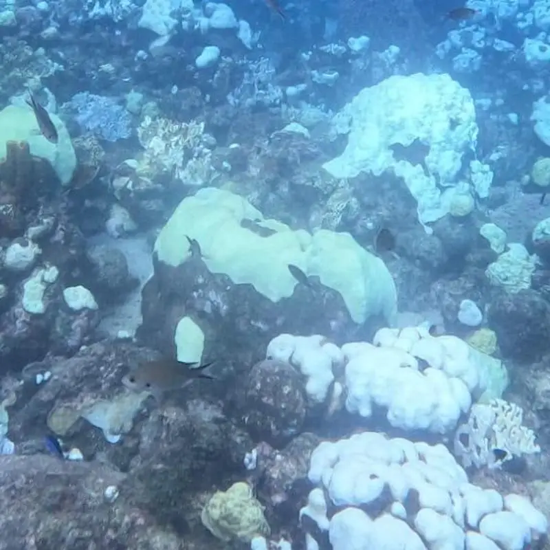Un blanchissement mondial et massif des coraux est en cours