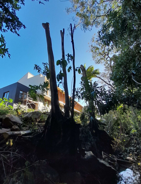 Guadeloupe. Ecoside. Massacre à Ravine Espérance à Basse-Terre