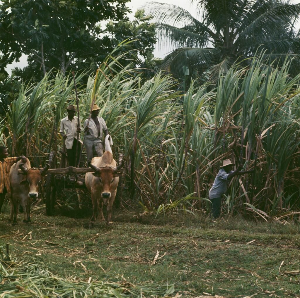 Guadeloupe. Notre souveraineté alimentaire : prise de conscience et mawonaj