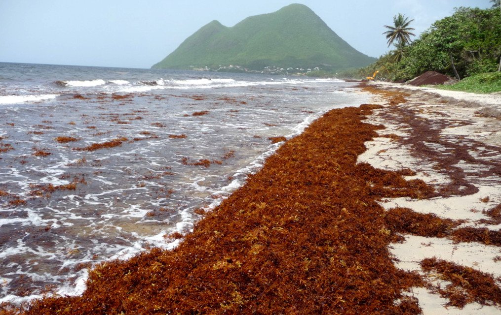 Caraïbes. Sargasse. Un projet régional pour protéger les côtes
